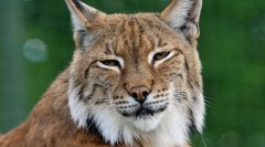 猞猁Felislynx