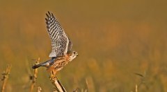 灰背隼Falcocolumbarius