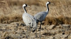 灰鹤Grusgrus